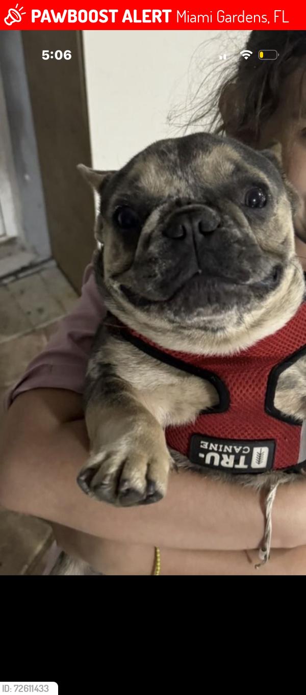 Lost Female Dog last seen Near y la 41 av miami gardens, Miami Gardens, FL 33055