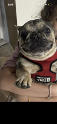 Lost Female Dog last seen Near y la 41 av miami gardens, Miami Gardens, FL 33055