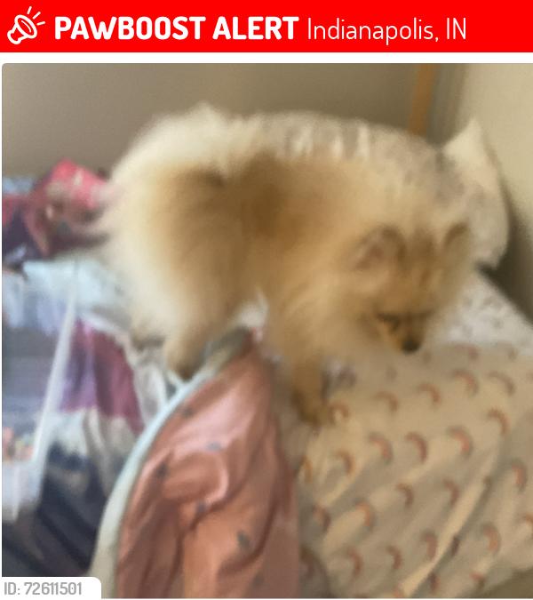 Lost Male Dog last seen Petersburg pkwy, Indianapolis, IN 46254