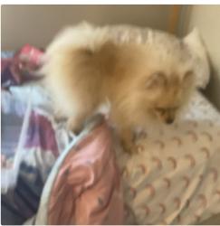 Lost Male Dog last seen Petersburg pkwy, Indianapolis, IN 46254