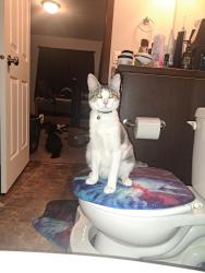 Lost Female Cat last seen Near W Harmony  street, Rathdrum, ID 83858