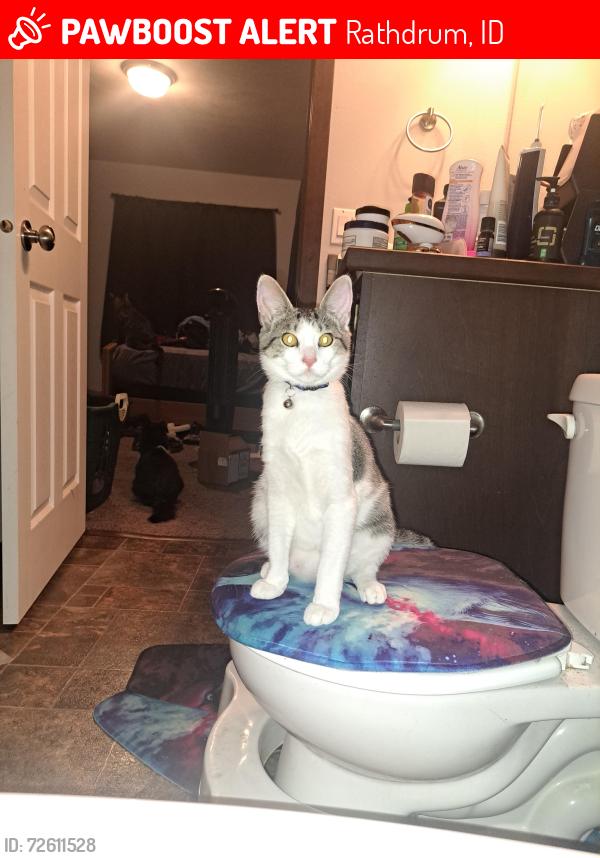 Lost Female Cat last seen Near W Harmony  street, Rathdrum, ID 83858