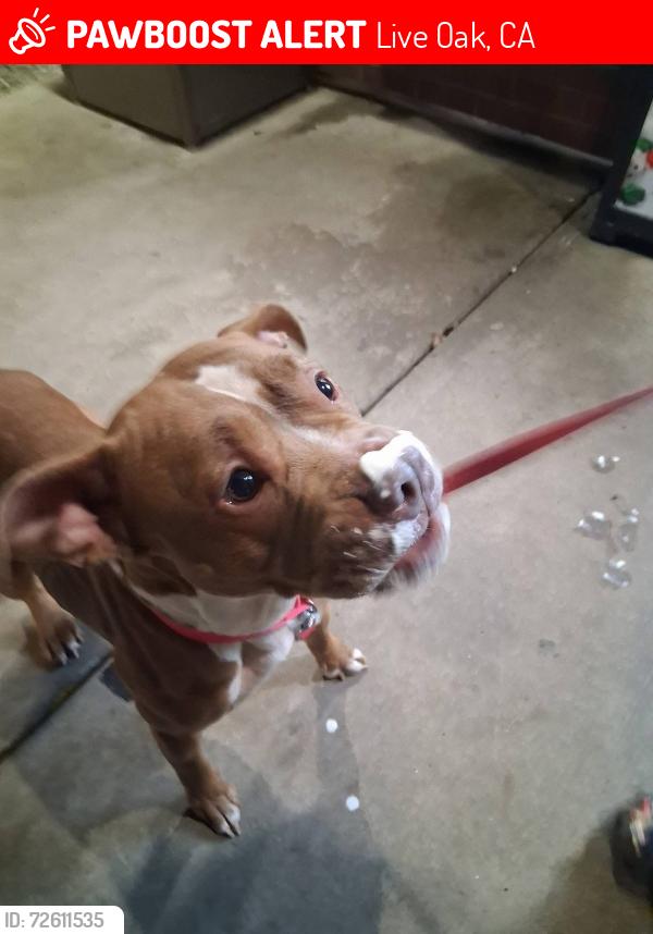 Lost Female Dog last seen epperson way, Live Oak, CA 95953