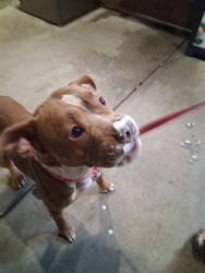 Lost Female Dog last seen epperson way, Live Oak, CA 95953