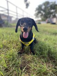 Lost Female Dog last seen  Newport Rd, Weatherford, TX 76086