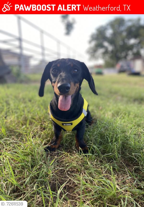 Lost Female Dog last seen  Newport Rd, Weatherford, TX 76086