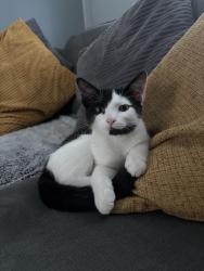 Lost Male Cat last seen Gill street, West Bromwich, England 