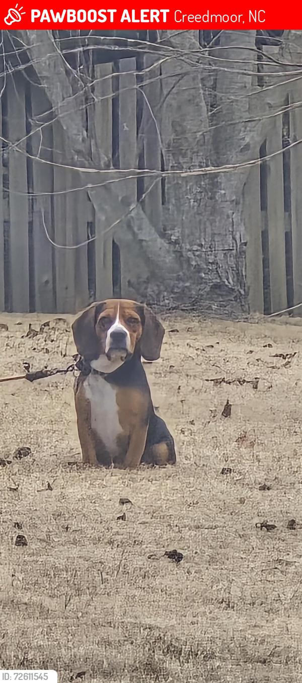 Lost Male Dog last seen Massimo drive , Creedmoor, NC 27522