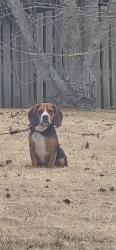 Lost Male Dog last seen Massimo drive , Creedmoor, NC 27522