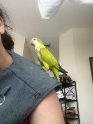 Lost Unknown Bird last seen Nw 176 st, Miami Lakes, FL 33014