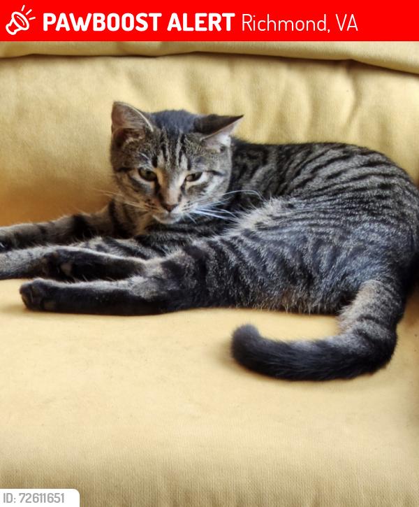Lost Female Cat last seen Robious and Woodmont, Richmond, VA 23235