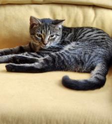 Lost Female Cat last seen Robious and Woodmont, Richmond, VA 23235