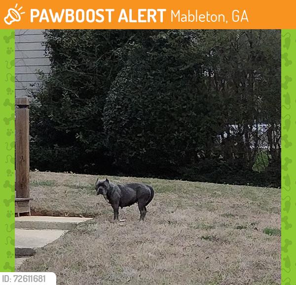 Found/Stray Female Dog last seen Floyd Rd, Mableton, GA 30106