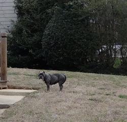 Found/Stray Female Dog last seen Floyd Rd, Mableton, GA 30106