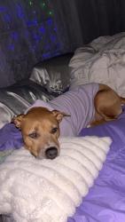 Lost Female Dog last seen 75th Ave & camelback, Glendale, AZ 85303