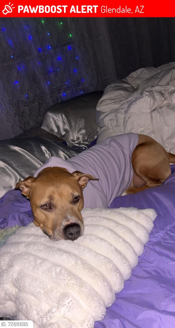 Lost Female Dog last seen 75th Ave & camelback, Glendale, AZ 85303