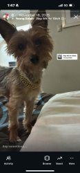 Lost Male Dog last seen Hook and cobalt, Victorville, CA 92394