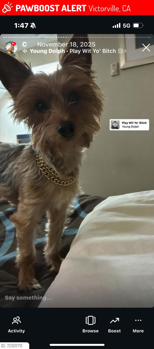 Lost Male Dog last seen Hook and cobalt, Victorville, CA 92394