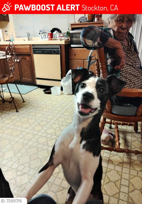 Lost Female Dog last seen Hammer ln and Don Ave, Stockton, CA 95209