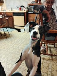 Lost Female Dog last seen Hammer ln and Don Ave, Stockton, CA 95209