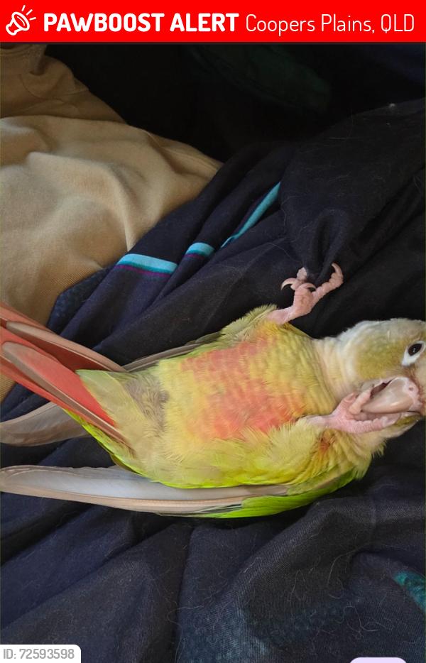 Lost Unknown Bird last seen Gaddes park, forestry with creek Coopers Plains Bovey st end, Coopers Plains, QLD 4108
