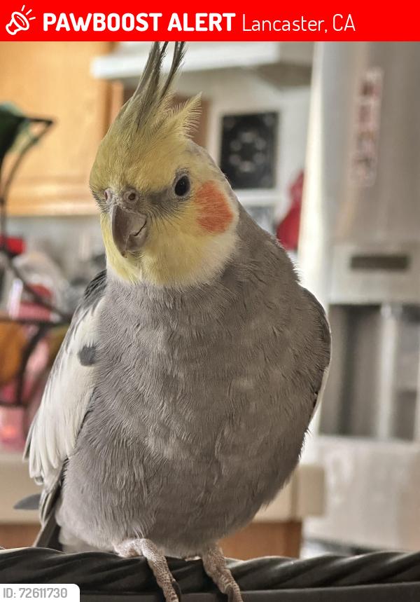 Lost Male Bird last seen W Ave J-4, Lancaster, CA 93536
