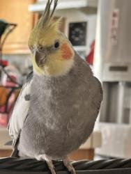 Lost Male Bird last seen W Ave J-4, Lancaster, CA 93536