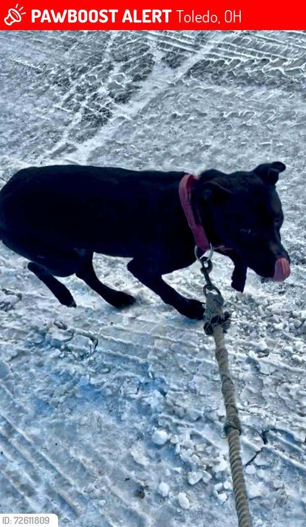 Lost Female Dog last seen Eleanor, Toledo, OH 43612
