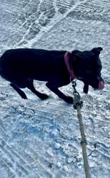 Lost Female Dog last seen Eleanor, Toledo, OH 43612