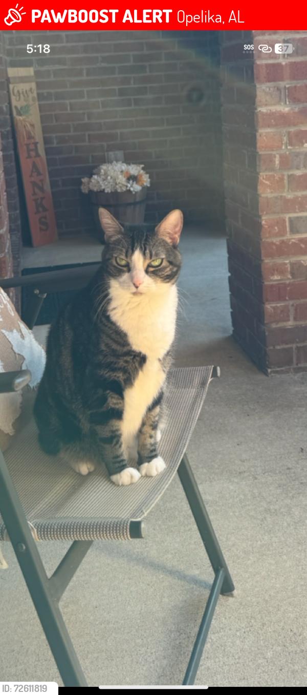 Lost Female Cat last seen Bent Creek Opelika Rd Tiger Town Shopping Center, Opelika, AL 36801