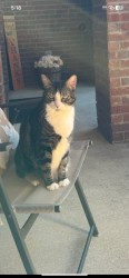 Lost Female Cat last seen Bent Creek Opelika Rd Tiger Town Shopping Center, Opelika, AL 36801