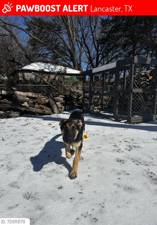 Lost Male Dog last seen Lancaster Golf Course, Lancaster, TX 75146