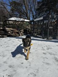 Lost Male Dog last seen Lancaster Golf Course, Lancaster, TX 75146