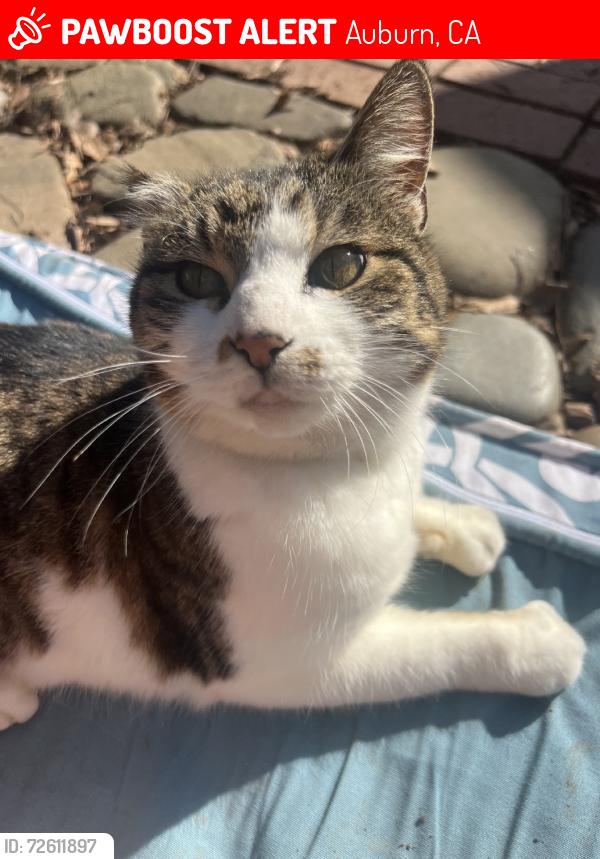 Lost Female Cat last seen Terrace st/Brook rd/marvin way, Auburn, CA 95603