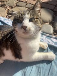 Lost Female Cat last seen Terrace st/Brook rd/marvin way, Auburn, CA 95603