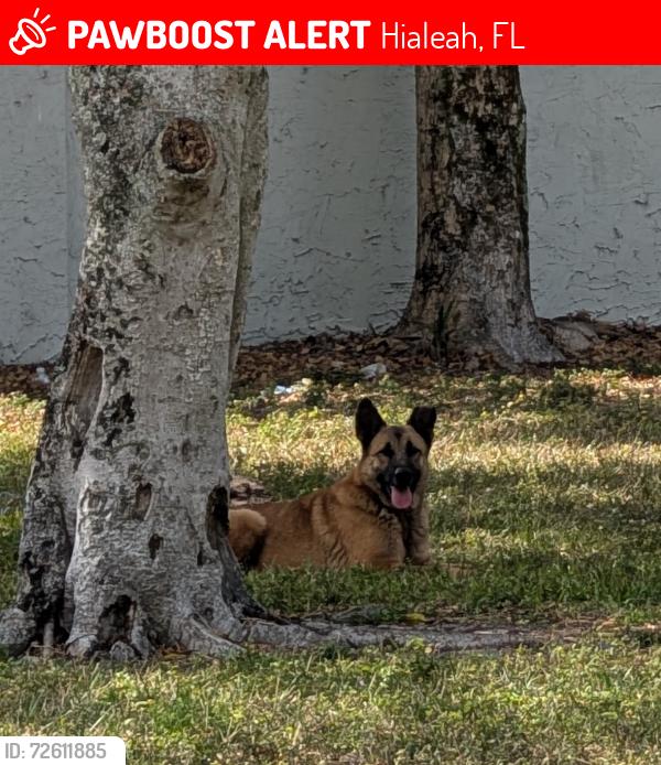 Lost Female Dog last seen Bj's wholesales close to Walmart supercenter Hialeah, Hialeah, FL 33016