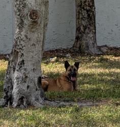 Lost Female Dog last seen Bj's wholesales close to Walmart supercenter Hialeah, Hialeah, FL 33016
