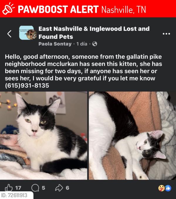Lost Female Cat last seen Gallatin pike , Nashville, TN 37206