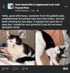 Lost Female Cat last seen Gallatin pike , Nashville, TN 37206