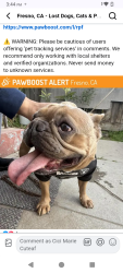 Lost Female Dog last seen McKenzie and Valeria , Fresno, CA 93701