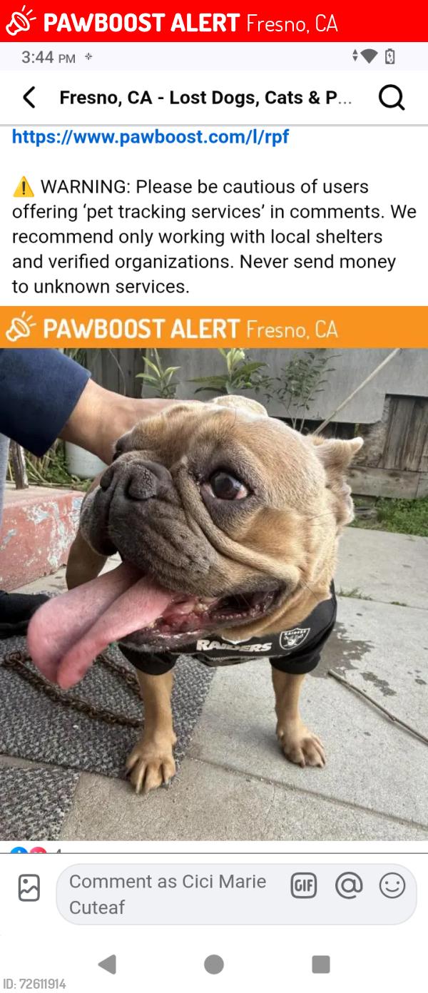 Lost Female Dog last seen McKenzie and Valeria , Fresno, CA 93701