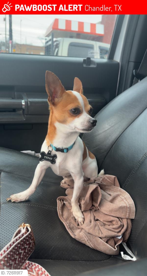 Lost Male Dog last seen At the intersection of Hillcrest and Sunrise Dr, Chandler, TX 75758