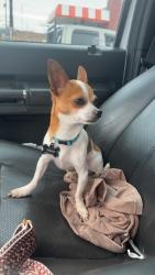 Lost Male Dog last seen At the intersection of Hillcrest and Sunrise Dr, Chandler, TX 75758