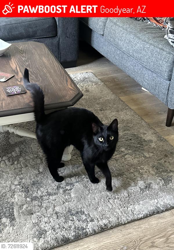 Lost Male Cat last seen country aire apmts, Goodyear, AZ 85338