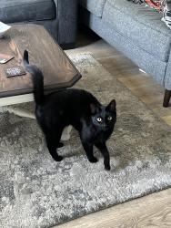 Lost Male Cat last seen country aire apmts, Goodyear, AZ 85338