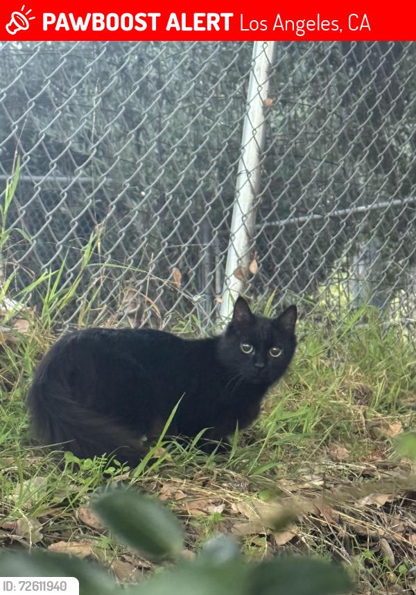 Lost Female Cat last seen Rockdale avenue , Los Angeles, CA 90041