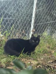Lost Female Cat last seen Rockdale avenue , Los Angeles, CA 90041