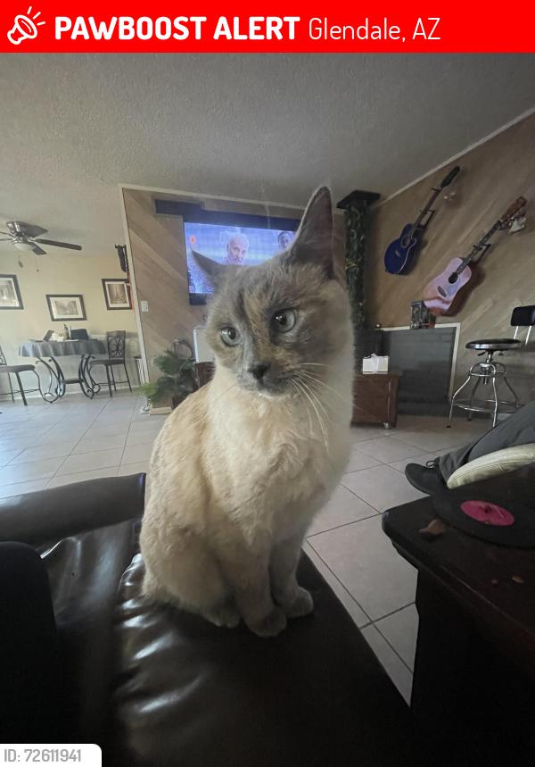Lost Female Cat last seen 71st Street Glanedale az by the school, Glendale, AZ 85305
