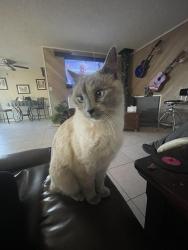 Lost Female Cat last seen 71st Street Glanedale az by the school, Glendale, AZ 85305