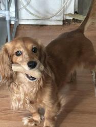Lost Male Dog last seen Near south 1st street between Havermeyer & Marcy, Brooklyn, NY 11211